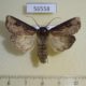 56558p Noctuidae Agrotis tokionis Primorye $7