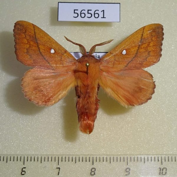 Lasiocampidae Odonestis pruni rufescens Primorye