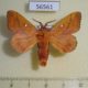 56561p Lasiocampidae Odonestis pruni rufescens Primorye $5