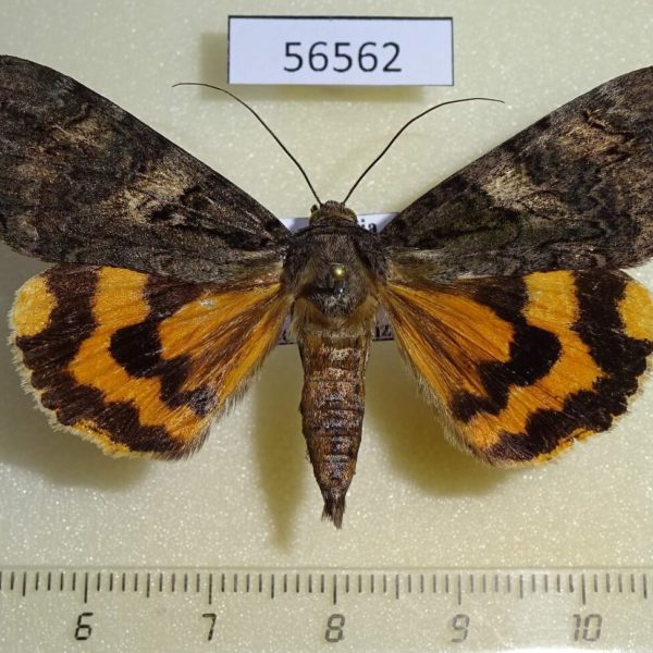 Noctuidae Catocala helena Primorye