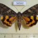 56562p Noctuidae Catocala helena Primorye $17