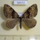 56572p Geometridae Photoscotosia atrostrigata Primorye $4