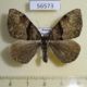 56573p Geometridae Photoscotosia atrostrigata Primorye $4