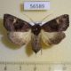 56589p Noctuidae Nyssocnemis eversmanni f Primorye $7