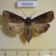 56590p Noctuidae Agrotis tokionis f Primorye $9
