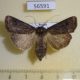 56591p Noctuidae Agrotis tokionis f Primorye $8