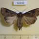 56592p Noctuidae Agrotis tokionis f Primorye $8