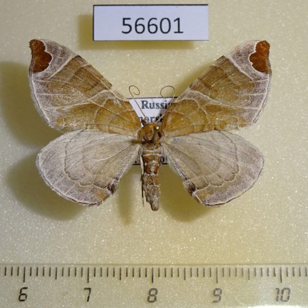 Geometridae Eulithis ledereri Primorye