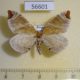 56601p Geometridae Eulithis ledereri Primorye $5