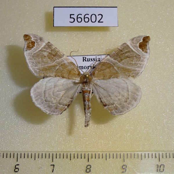 Geometridae Eulithis ledereri Primorye