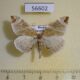 56602p Geometridae Eulithis ledereri Primorye $4