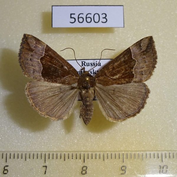Noctuidae Hypena nigrobasalis Primorye