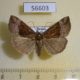 56603p Noctuidae Hypena nigrobasalis Primorye $7