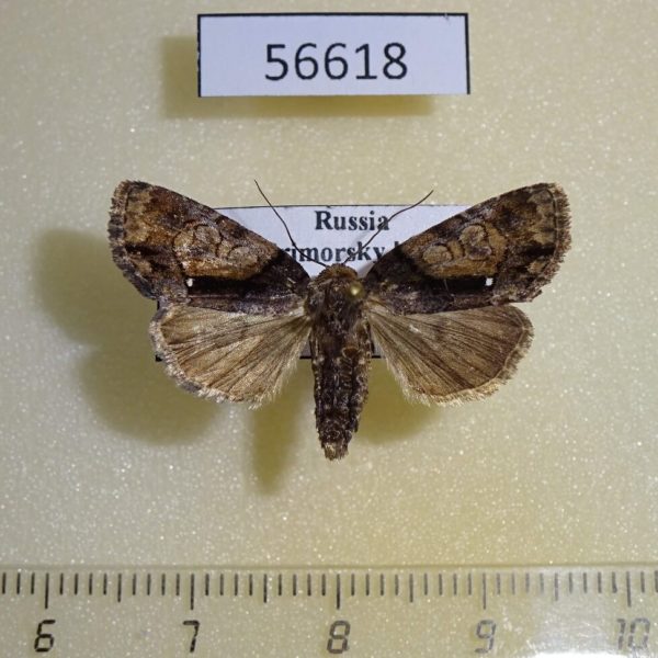 Noctuidae Chytonix albonotata Primorye