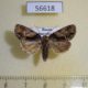 56618p Noctuidae Chytonix albonotata Primorye $7