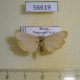 56619p Arctiidae Eilema depressa Primorye $5