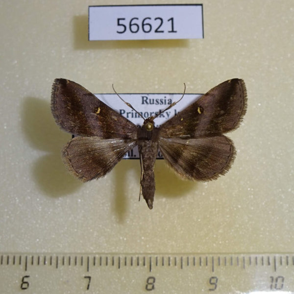 Noctuidae Hadennia incogruens Primorye