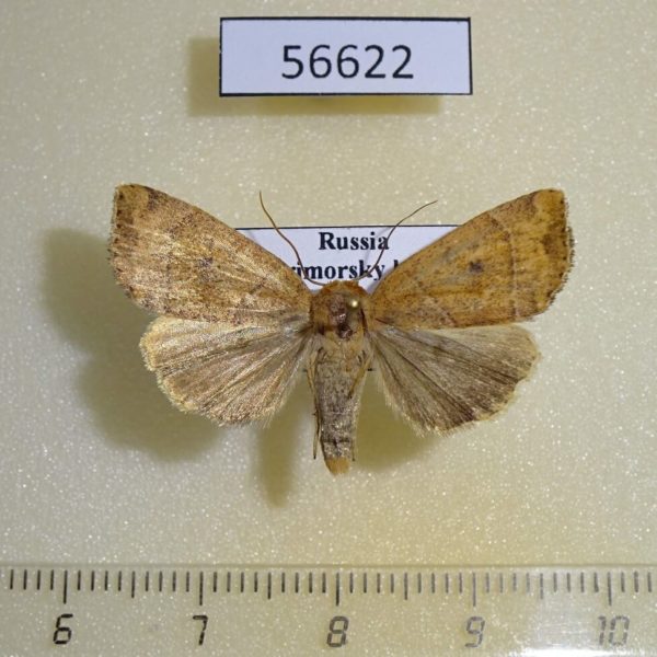 Noctuidae Cosmia trapezina f Primorye