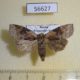 56627p Thyatiridae Epipsestis ornata obscurata Primorye $7
