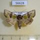 56628p Noctuidae Atrachea alpherakyi Primorye $10
