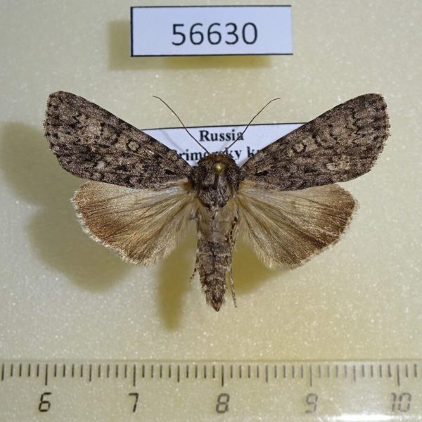 Noctuidae Acronicta rumicis Primorye