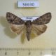 56630p Noctuidae Acronicta rumicis Primorye $4