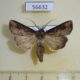 56632p Noctuidae Agrotis tokionis Primorye $8