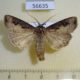 56635p Noctuidae Agrotis tokionis Primorye $9