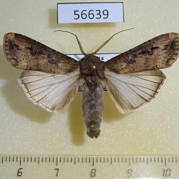 Noctuidae Agrotis ipsilon Primorye