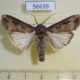 56639p Noctuidae Agrotis ipsilon Primorye $5