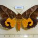 56640p Noctuidae Eudocima imperator Madagascar $20