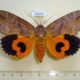 56643p Noctuidae Eudocima euryzona Madagascar $35