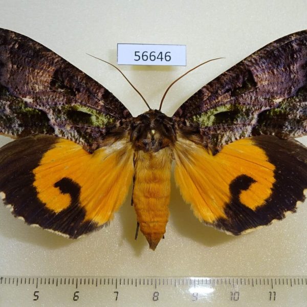 Noctuidae Eudocima imperator f Madagascar