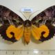 56646p Noctuidae Eudocima imperator f Madagascar $30