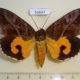 56647p Noctuidae Eudocima imperator Madagascar $20
