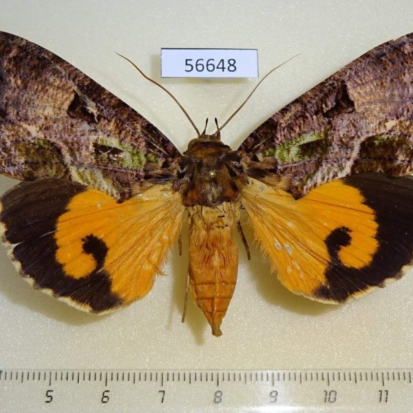 Noctuidae Eudocima imperator f Madagascar