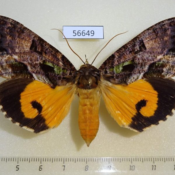 Noctuidae Eudocima imperator f Madagascar