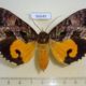 56649p Noctuidae Eudocima imperator f Madagascar $30
