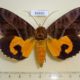 56650p Noctuidae Eudocima imperator Madagascar $20