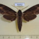 56652p Sphingidae Lomocyma oegrapha Madagascar $20