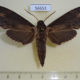 56653p Sphingidae Lomocyma oegrapha Madagascar $20