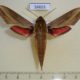 56655p Sphingidae Hippotion eson Madagascar $15
