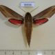 56656p Sphingidae Hippotion eson Madagascar $10