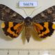 56678p Noctuidae Catocala helena f Primorye $25