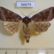 56679p Noctuidae Hydraecia petasitis f Primorye $8