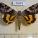 56683p Noctuidae Catocala fulminea Altai reg. $6
