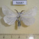 56687p Lymantridae Leucoma salicis Kazakhstan $4