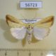 56723p Noctuidae Pardoxia graellsii Madagascar $10