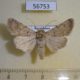 56753p Noctuidae Dichagyris celebrata Kazakhstan $7