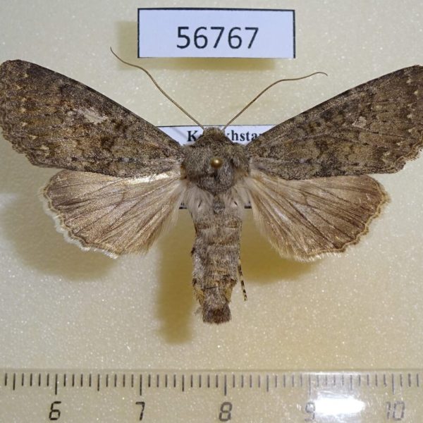 Noctuidae Polia serratilinea spallax Kazakhstan